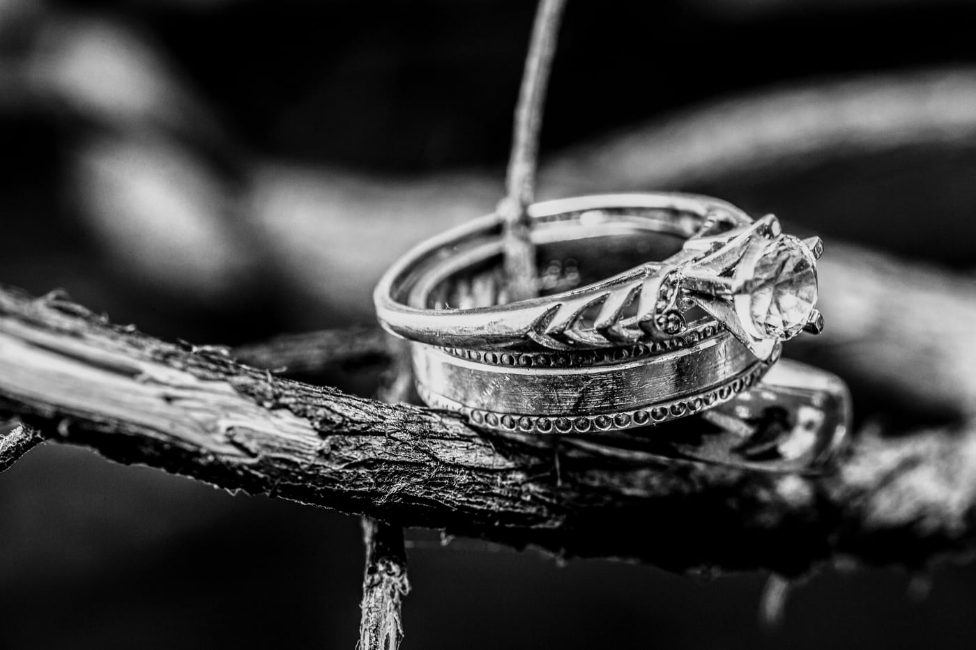 Wedding rings on branch, macro B&W, detail.